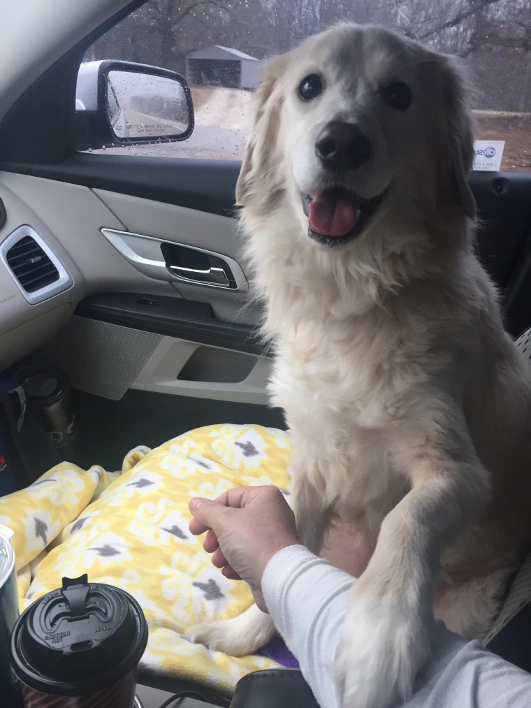 Grateful dog holds rescuer's hand on car ride home.