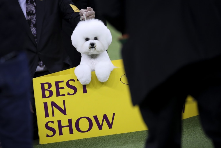 Top dogs crowned at Westminster dog show