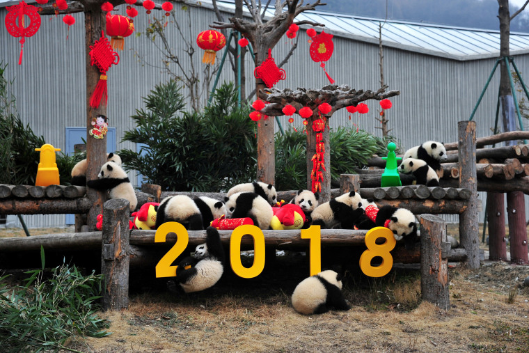 Image: Giant panda cubs play with decorations during Chinese Lunar New Year of Dog in Wolong