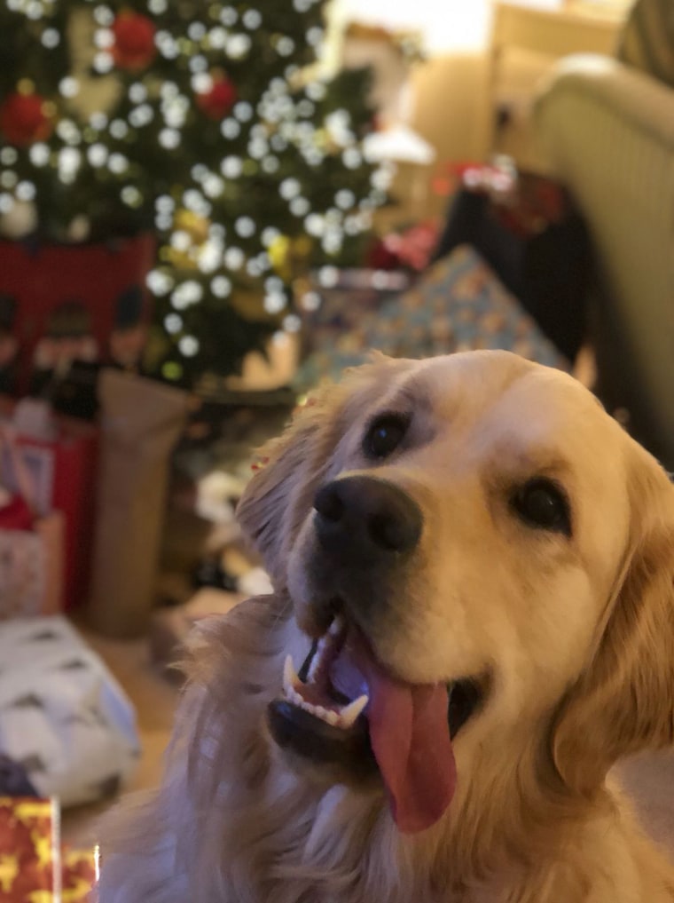 Charlie, an 18-month-old golden retriever, was euthanized after being diagnosed with a massive tumor.