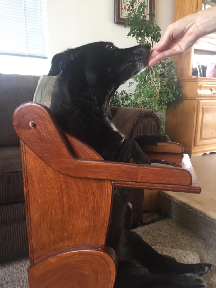 dog needs special chair to eat