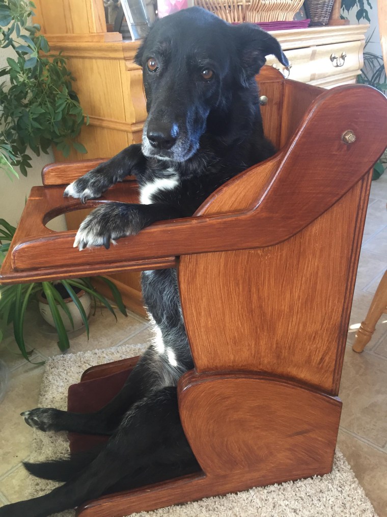 dog with esophageal disorder leaps into dog-shaped high chair for her meal