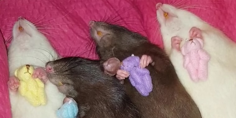 rats snuggle teeny teddy bears