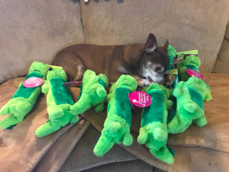 Jaxon the dog reunites with his favorite toy, a discontinued stuffed animal