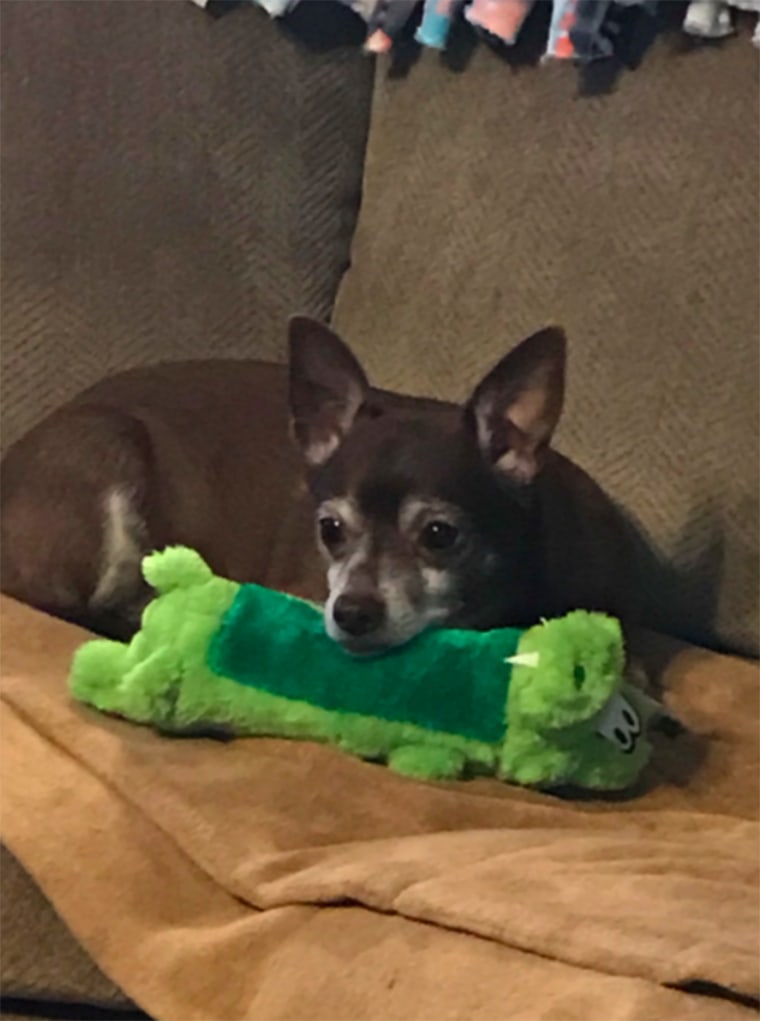 Dog is reunited with beloved plush toy