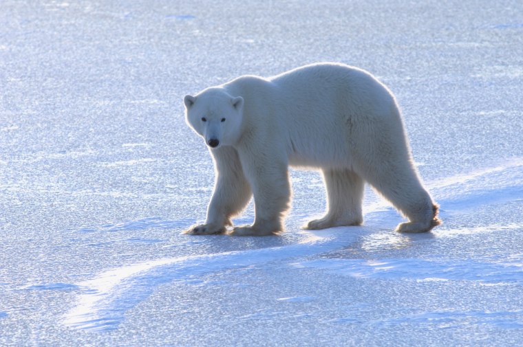 Image: Polar bear