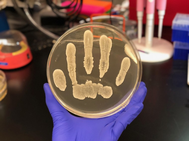 Image: Skin bacteria