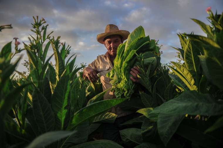 Image: A farmer works at a tobacco plantation in San Juan y Martinez, Cuba