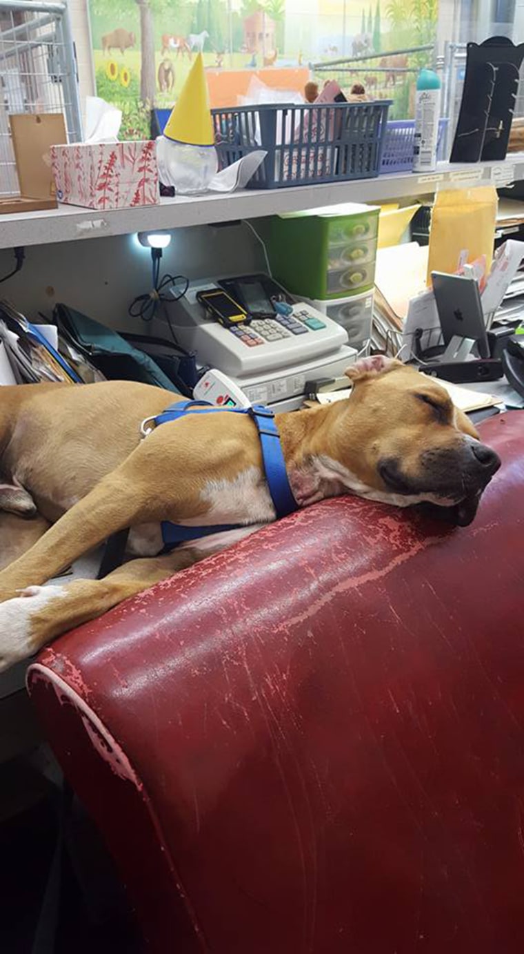 Shelter dogs get comfy chairs to make them feel at home