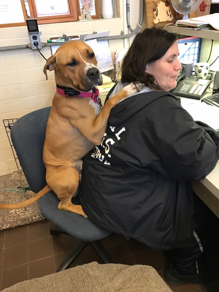 Shelter dogs get comfy chairs to make them feel at home