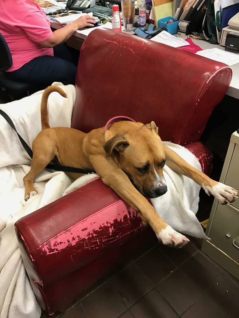 Shelter dogs get comfy chairs to make them feel at home