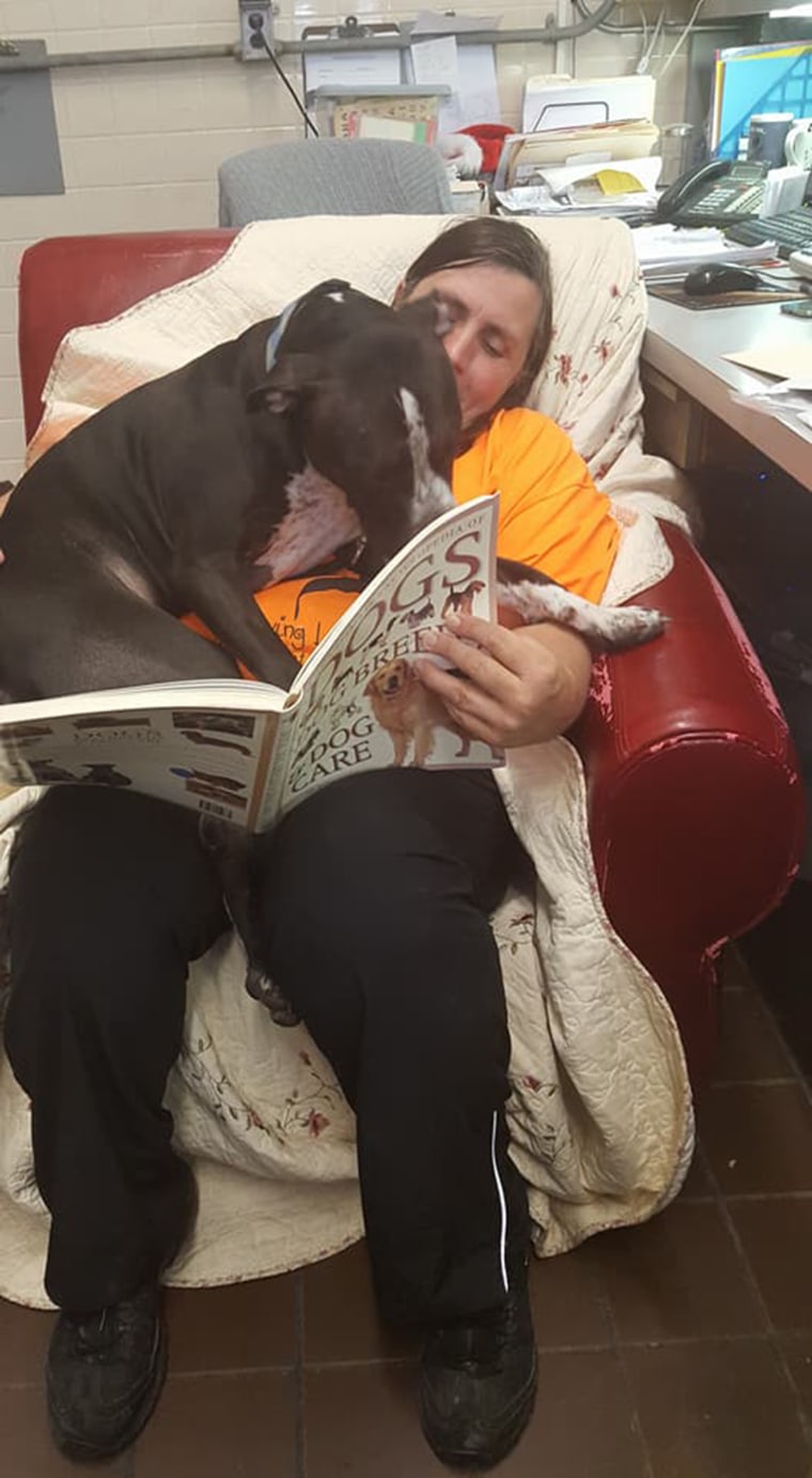 Shelter dogs get comfy chairs to make them feel at home