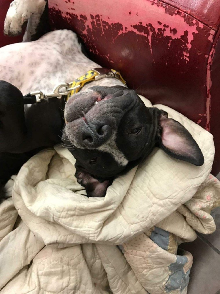 Shelter dogs get comfy chairs to make them feel at home