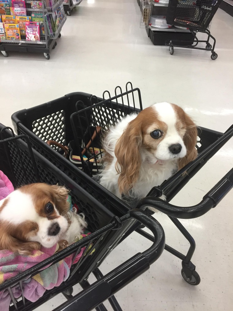 Dog doppelgangers meet at store