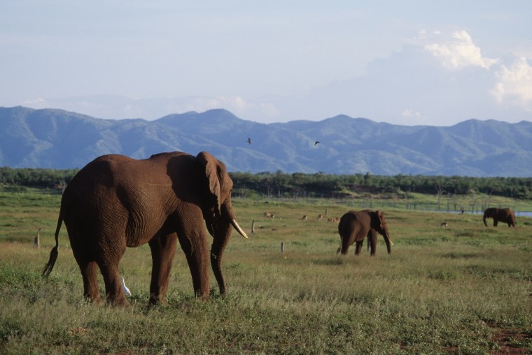 Image: African bush elephant gather near Lake Kariba in Zimbabwe