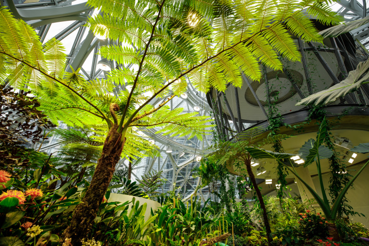 Image: More than 40,000 plants, most from cloud forest ecosystems, live within Amazon's Spheres in Seattle