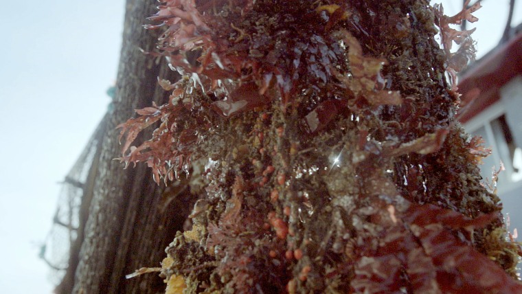 Image: A net filled with dredged up off the coast of Long Beach, California, in December 2017.