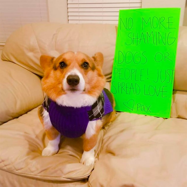 Corgi was fat shamed