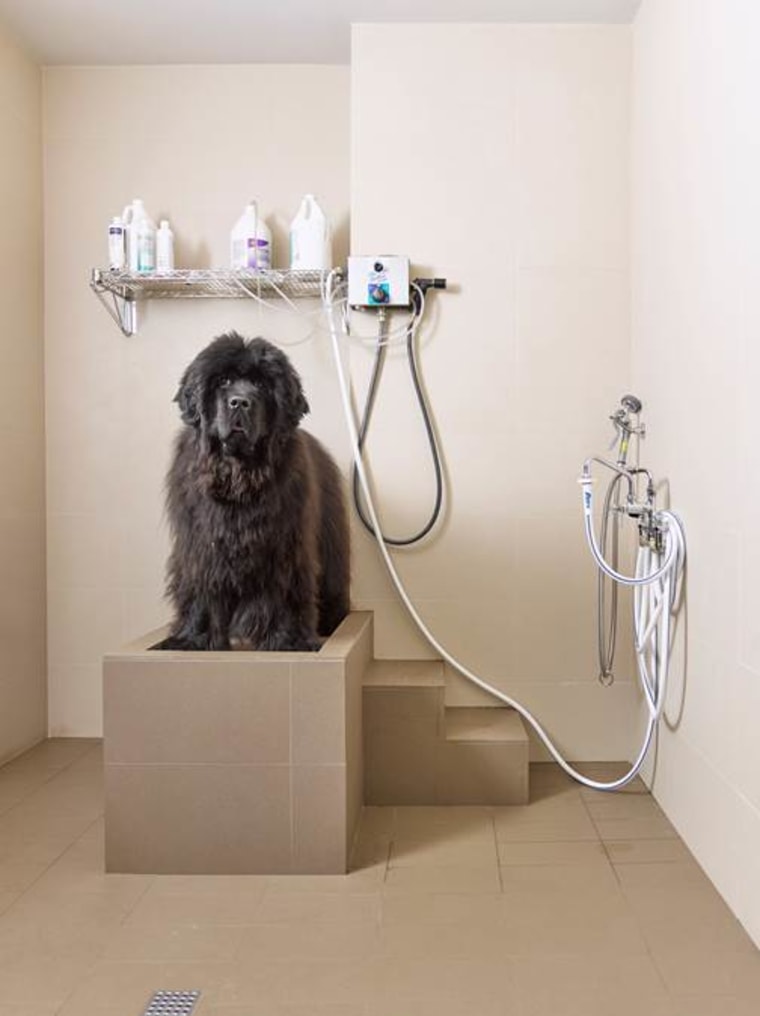 Dog wash table for hot sale shower