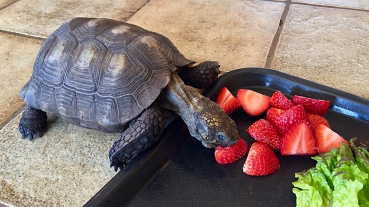 Pet turtle owned by Minnesota woman for 56 years eats strawberries and turtles