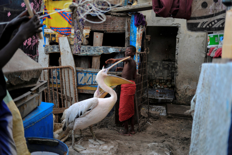 Image: A boy plays with pelicans in the town of Yoff, Senegal