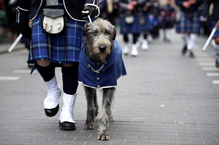 Image: An Irish Wolfhound participates in the St. Patrick's Day parade in Dublin