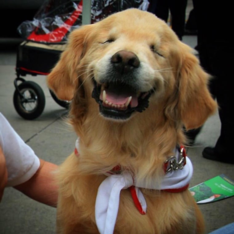 Smiley the blind therapy dog's beautiful legacy is living on.