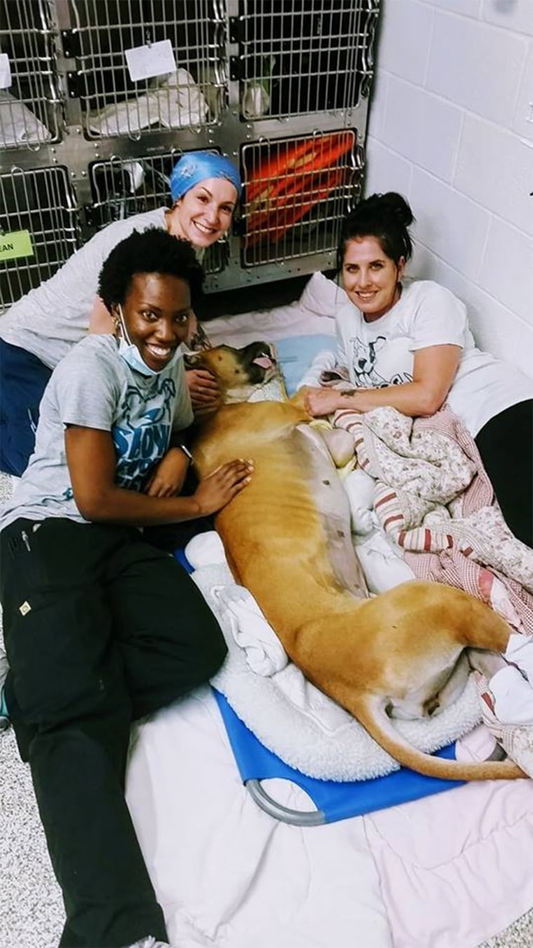 Shelter workers slow dance with cats and dogs coming out of surgery