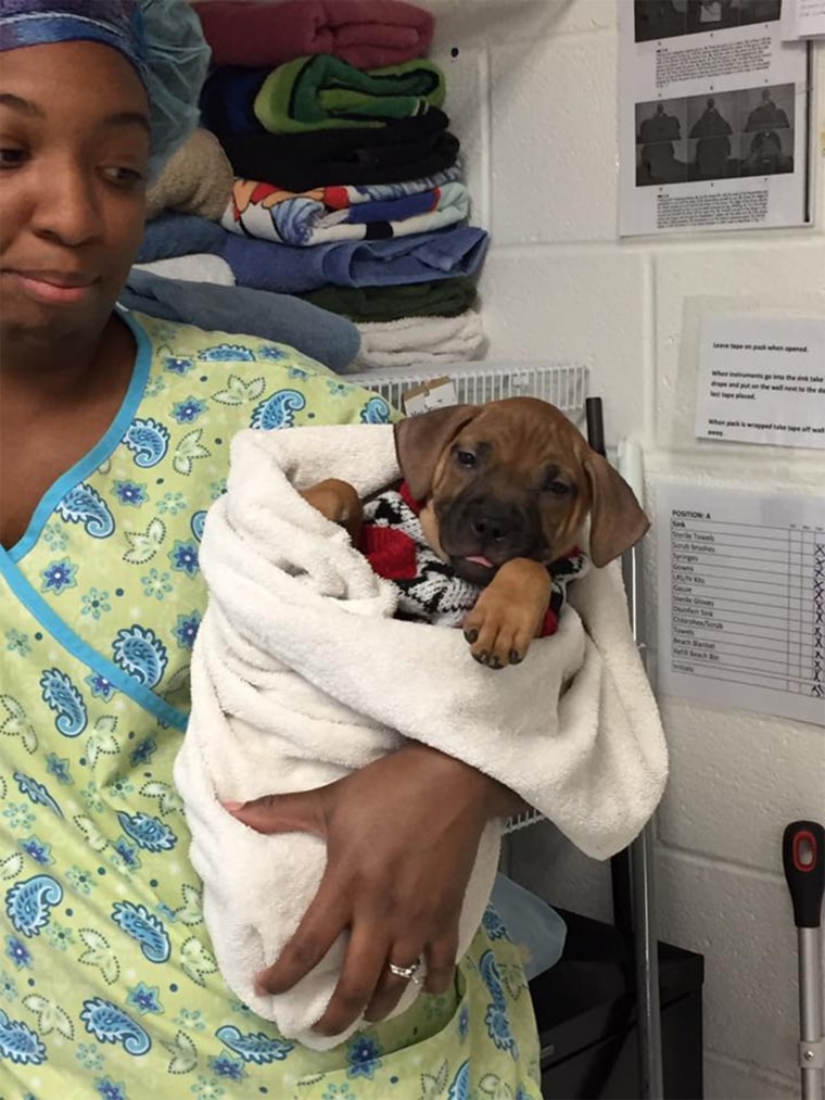 Shelter works slow dance with cats and dogs coming out of surgery