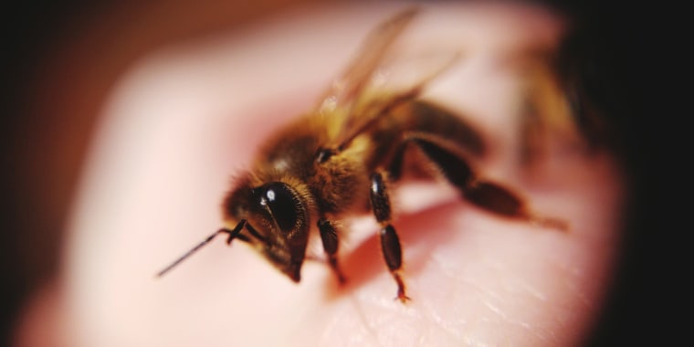 Image: Close-Up Of Bee On Hand