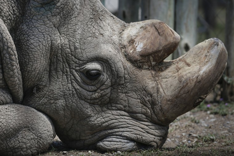 Image: Sudan, the last male northern white rhino at Ol Pejeta Conservancy near Nanyuki, Kenya