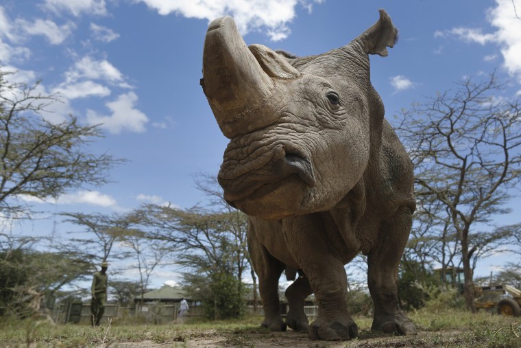 Image: Sudan, the last male northern white rhino at Ol Pejeta Conservancy