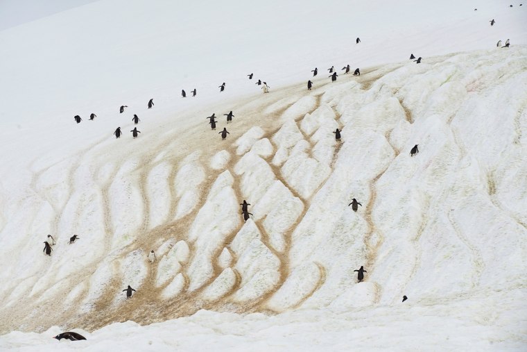 Image: The Wider Image: Journey to Antarctica: seals, penguins and glacial beauty