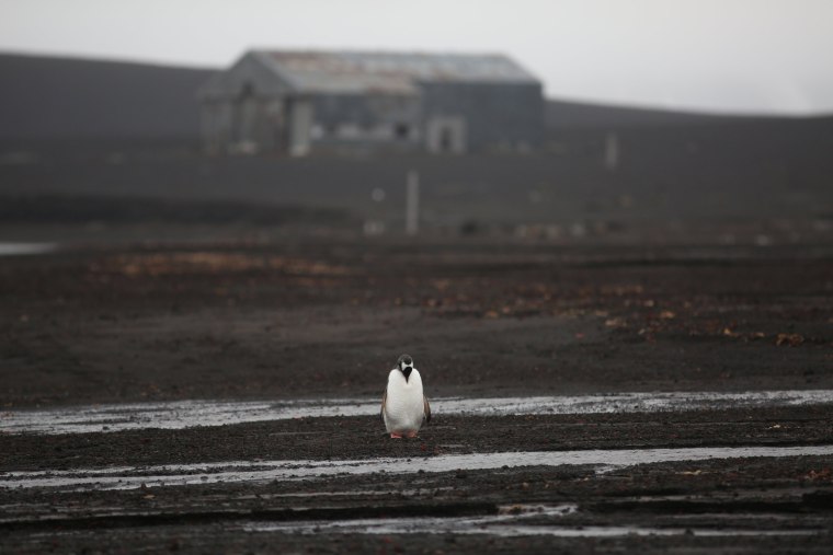 Image: The Wider Image: Journey to Antarctica: seals, penguins and glacial beauty