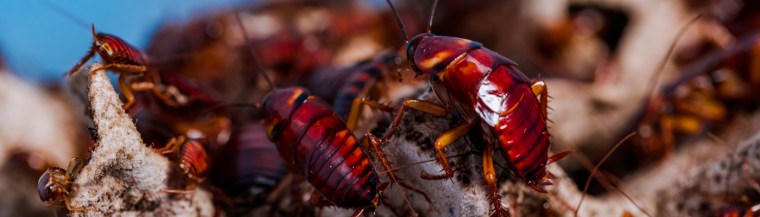 Image: A close-up image of the American cockroach