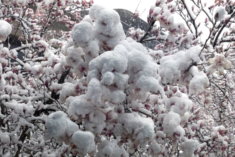 Image: A magnolia is covered with snow before it start blooming in Washington