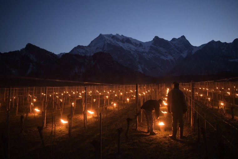 Image: Candles are used to fight frost in a vineyard in Flaesch