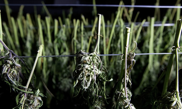 Image: Marijuana farm
