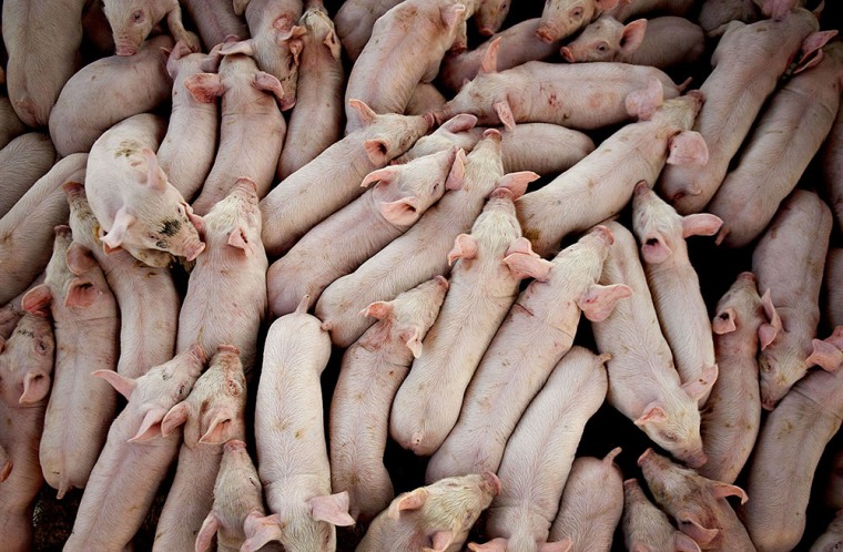 Image: Pork farm