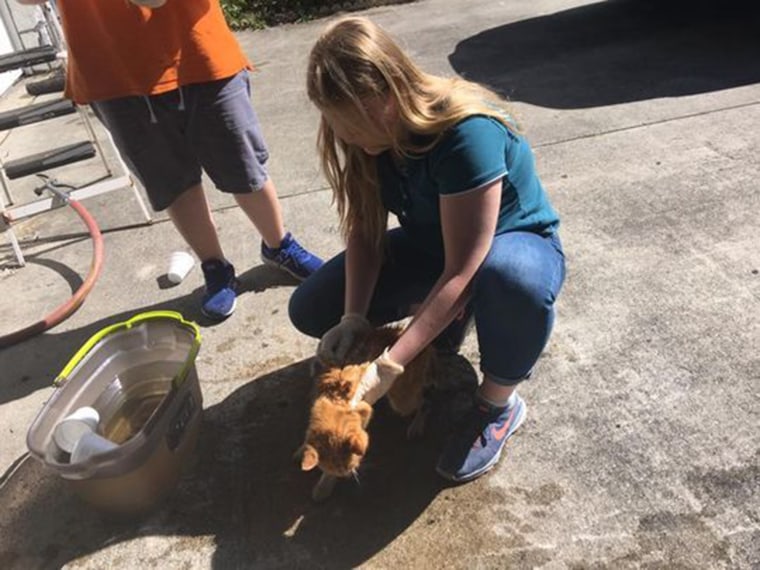 Missing cat reunited with owner after 14 years