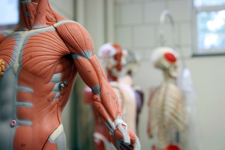 Human Arm and Torso of an Anatomical Model