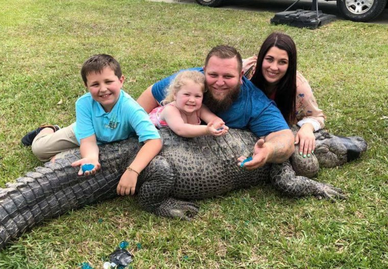 Alligator baby gender reveal