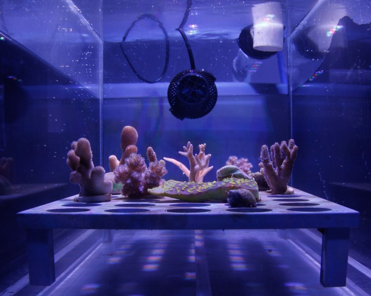 Image: The coral under high temperature and UV light.