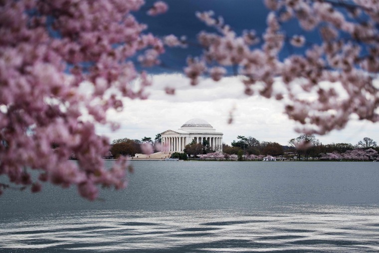 Image: US-LIFESTYLE-CHERRY BLOSSOMS