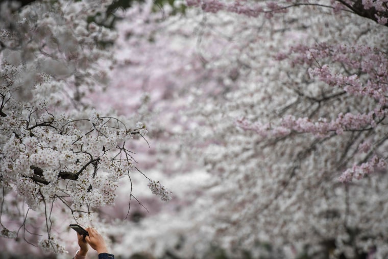 Image: US-LIFESTYLE-CHERRY BLOSSOMS