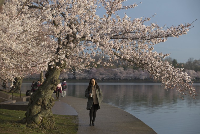 National Cherry Blossom Festival 2019: When is peak bloom, how to go - ABC7  New York