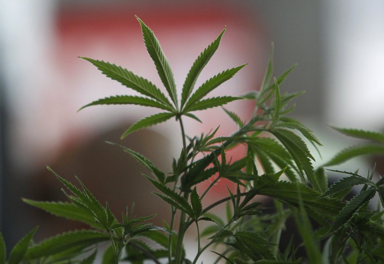 Image: A Cannabis plant is pictured at the \"Weed the People\" event as enthusiasts gather to celebrate the legalization of the recreational use of marijuana in Portland, Oregon