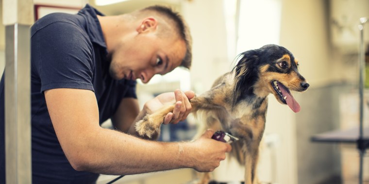 Amid PetSmart deaths, how to keep dogs safe at the groomer