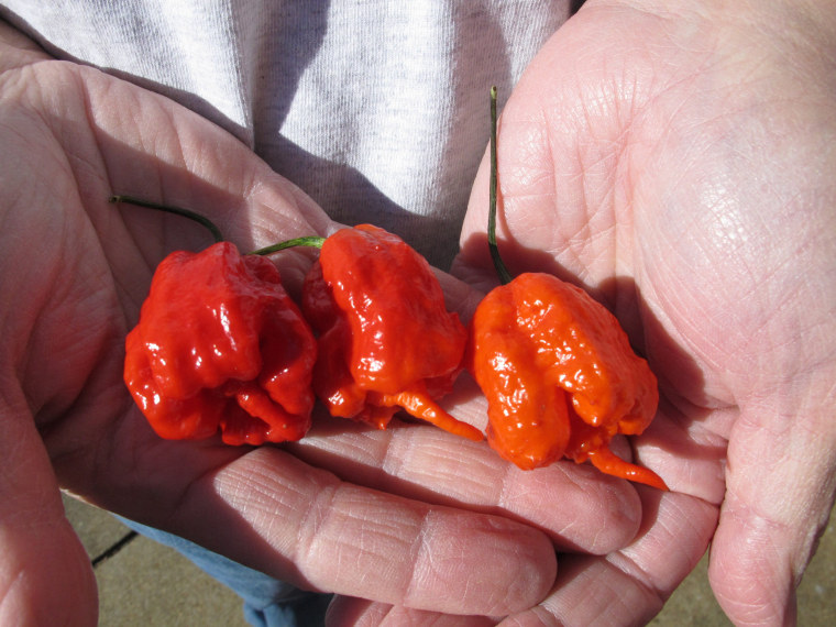Image: Carolina reaper pepper