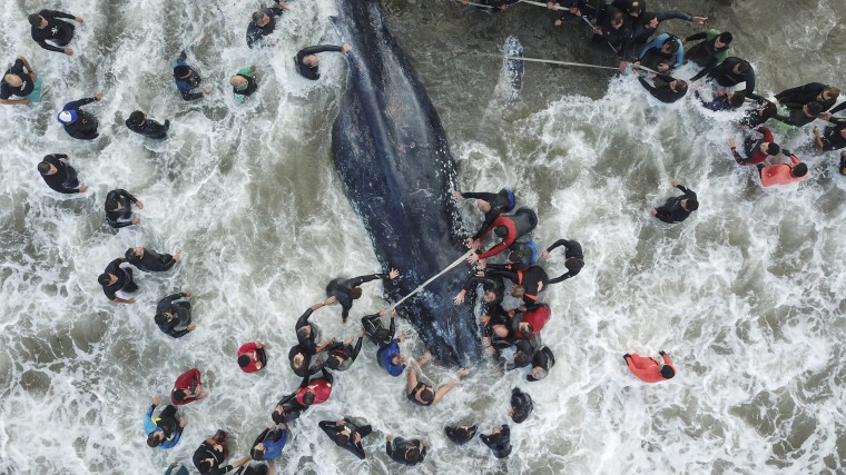 Image: A stranded whale in Mar del Plata, Argentina
